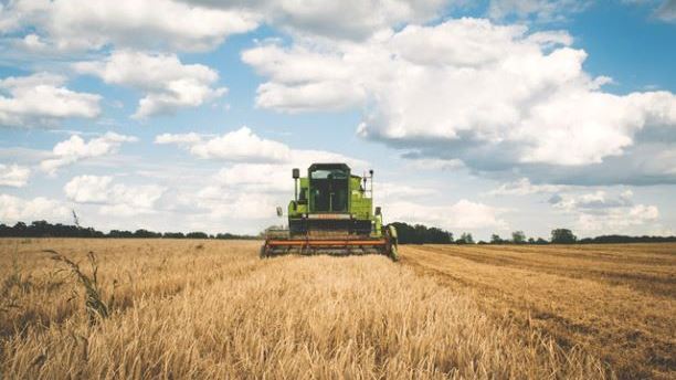 A combine harvester trawling through a field of wheat