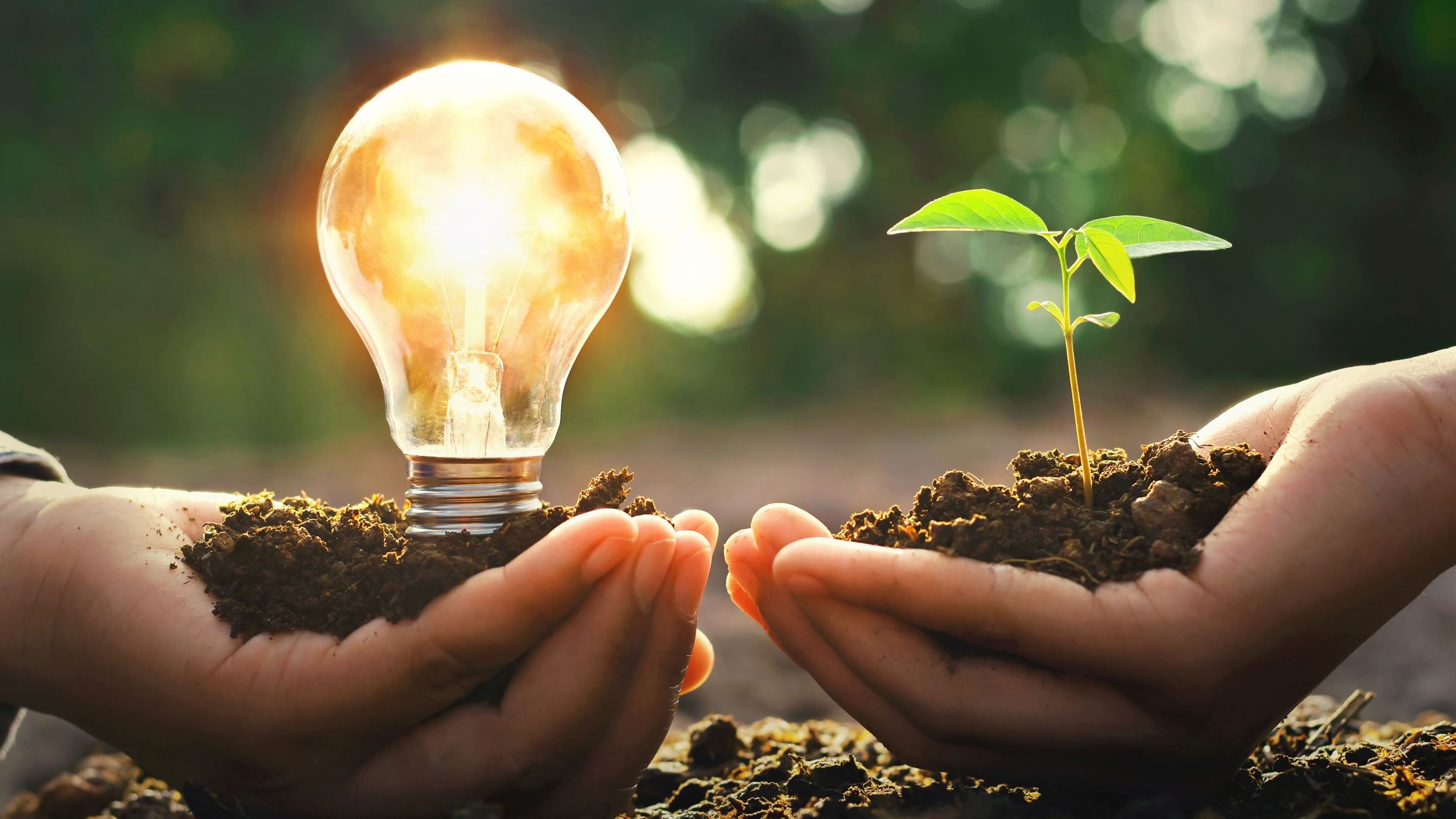 image of a light bulb and a small plant
