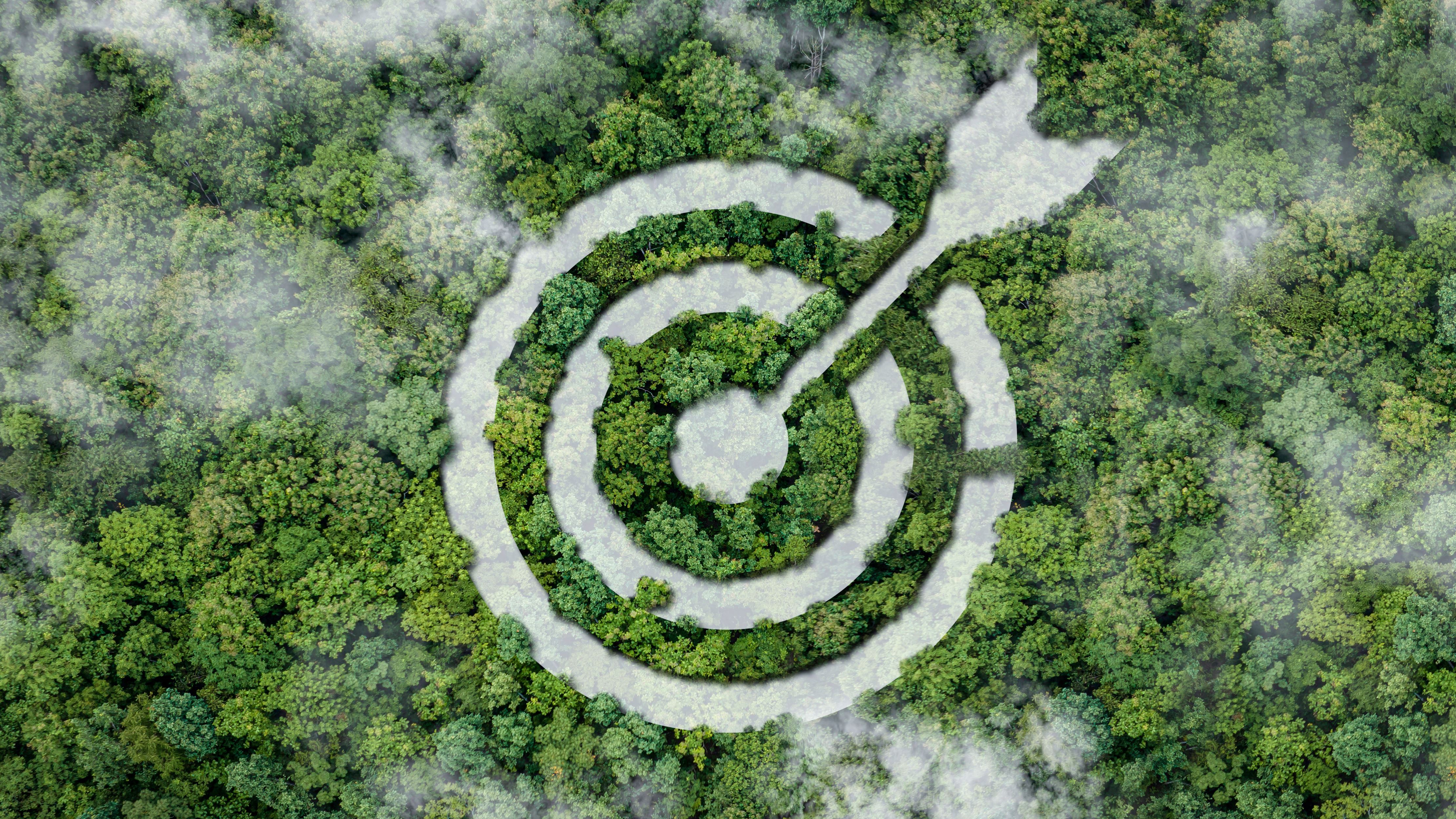 Target shape in trees viewed from above